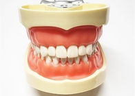 Harz-modellieren zahnmedizinische Studien-Modell-Gewebelehre, nicht giftige orthodontische Zähne